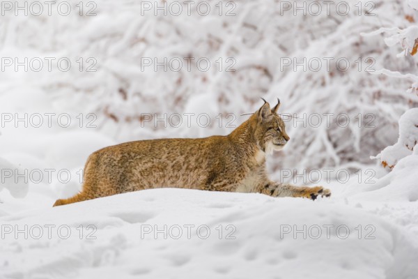 One young male Eurasian lynx, (Lynx lynx), walking through deep snow covered undergrowth in a forest
