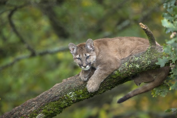 One young cougar, Puma concolor, resting on a big branch high up in an oak tree