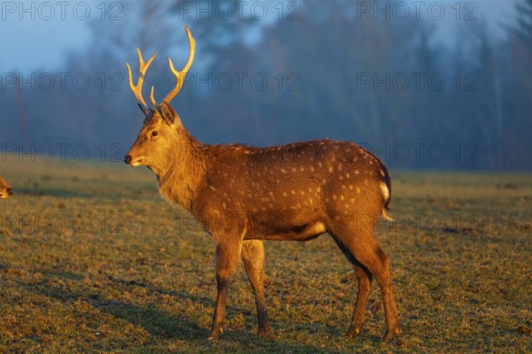Two Dibowsky stags standing on a meadow at sunrise, Cervus nippon hortulorum