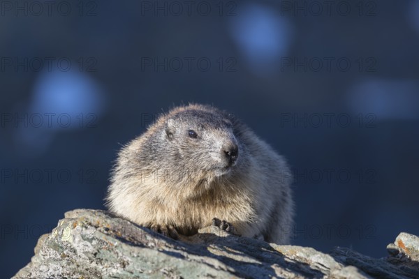 One Alpine Marmot, Marmota marmota, resting on a rock with blue shadow mountains in the distant background. Grossglockner high alpine road, Hohe Tauern National Park