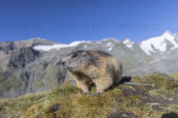 One Alpine Marmot, Marmota marmota, portrait in early morning light. Green grass in front and Grossglockner mountain in the distant background. Wide angle shot. Grossglockner high alpine road, Hohe Tauern National Park, Austria, Europe
