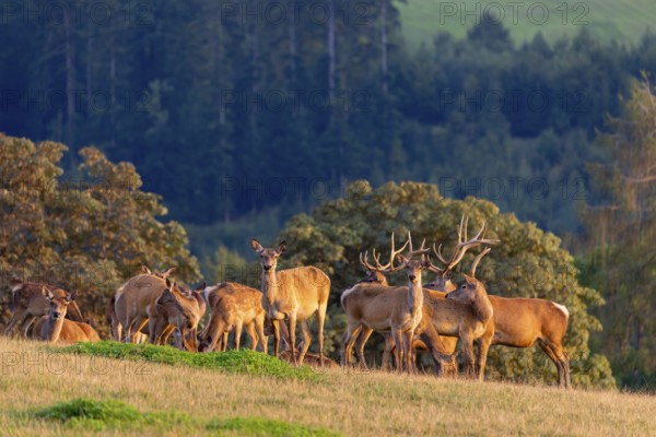 A herd of Altai maral, Altai wapiti or Altai elk (Cervus canadensis sibiricus) stand on a meadow in the last light of the day