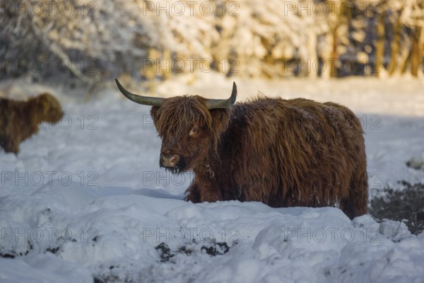 A highland cow (Bos primigenius taurus) stands on a snow-covered pasture