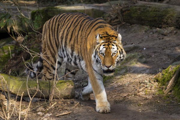 Siberian tiger (Panthera tigris tigris) walking in a forest, captive, incidence in Russia and Northeast China