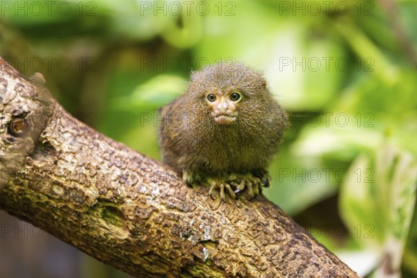 Eastern pygmy marmoset (Cebuella niveiventris) climbing on a tree in a forest, captive, Germany, Europe
