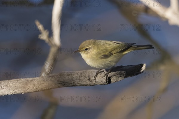 A chiffchaff (Phylloscopus collybita) sitting on a bare branch with water in the background, Hesse, Germany, Europe