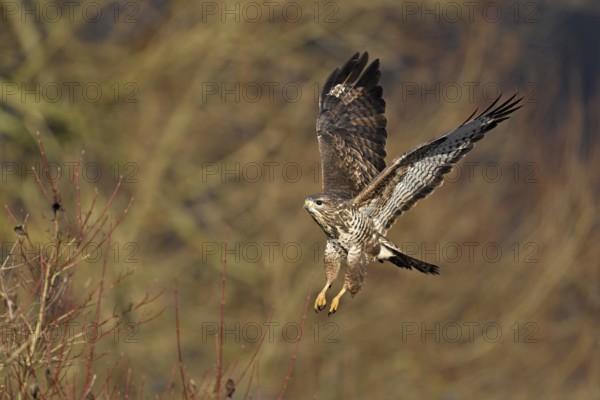 Common buzzard (Buteo buteo), in flight, Switzerland, Europe