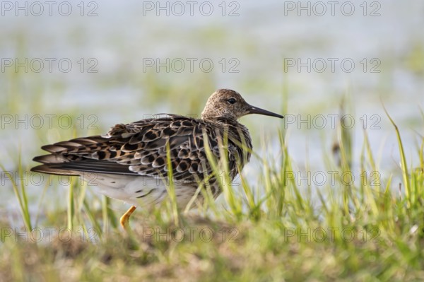 Ruff (Philomachus pugnax), Ochsenmoor, Dümmer, Lemförde, Lower Saxony, Germany, Europe