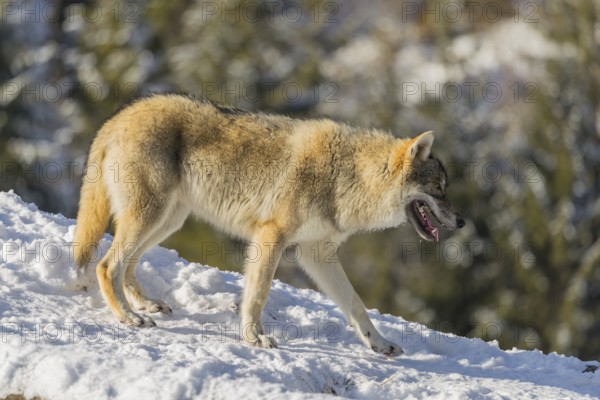 A young grey wolf (Canis lupus lupus) stands on a sloping, snow-covered meadow at the edge of a forest on a cold, sunny day