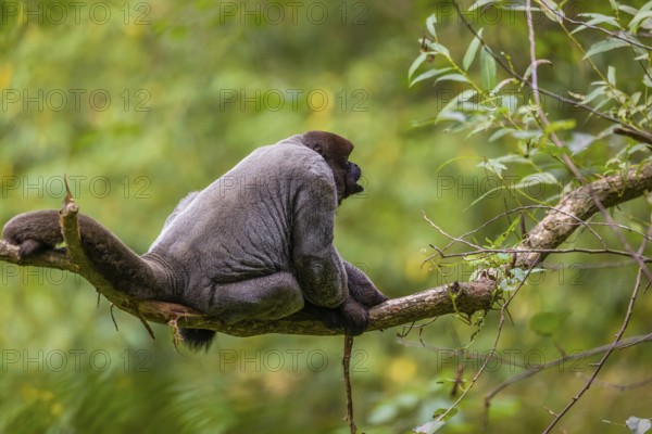 A common woolly monkey, brown woolly monkey, or Humboldt's woolly monkey (3) (Lagothrix lagothricha) sits in a tree