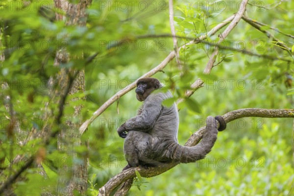 A common woolly monkey, brown woolly monkey, or Humboldt's woolly monkey (Lagothrix lagothricha) sits in a tree