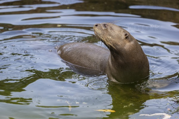 Portrait of a female giant otter or giant river otter (Pteronura brasiliensis)
