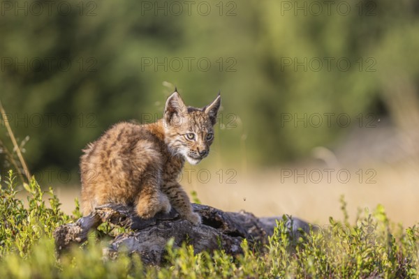 One young (10 weeks old) male Eurasian lynx, (Lynx lynx), resting on a rotten tree