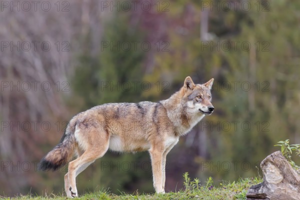 A female eurasian grey wolf (Canis lupus lupus) stands on green meadow on top of a hill