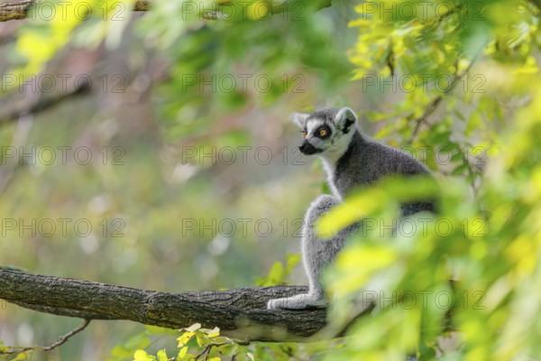 A ring-tailed lemur (Lemur catta) sits high up in a tree on a branch between fresh green leaves