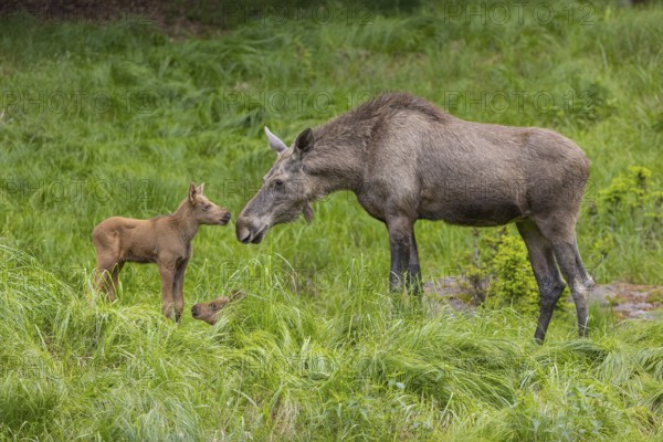 One adult female moose or elk, Alces alces, with two baby moose (19 days old, born May 8, 2020) standing on a meadow with fresh green grass