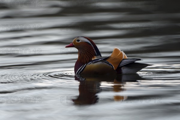 Mandarin duck (Aix galericulata), drake, in the water, with reflection, Heiligenhaus, North Rhine-Westphalia, Germany, Europe