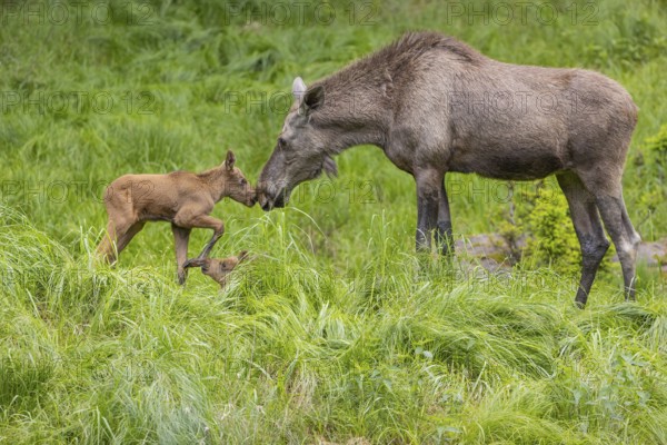 One adult female moose or elk, Alces alces, with two baby moose (19 days old, born May 8, 2020) standing on a meadow with fresh green grass