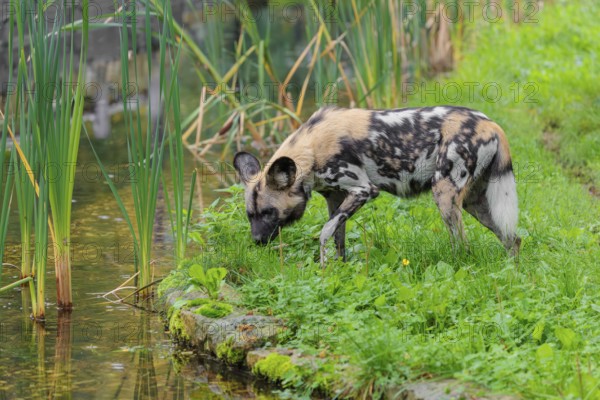 An African wild dog, Lycaon pictus, stands in a green meadow and cautiously approaches a small stream