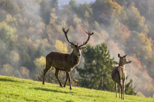 A red deer stag (Cervus elaphus) runs across a meadow. A forest with autumn leaves can be seen in the background. Wisps of mist drift over the forest. A hind is standing in his way