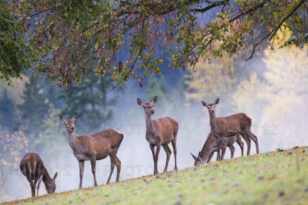 Five red deer hinds (Cervus elaphus) stand in a meadow, A forest with autumn leaves can be seen in the background. Wisps of mist drift over the forest