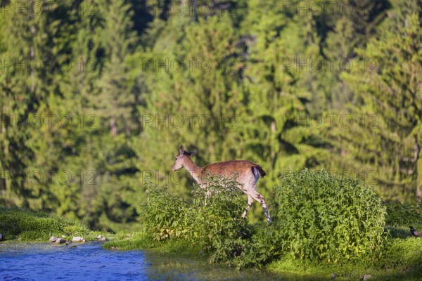 One female fallow deer (Dama dama) stands between a small pond and a forest in the background