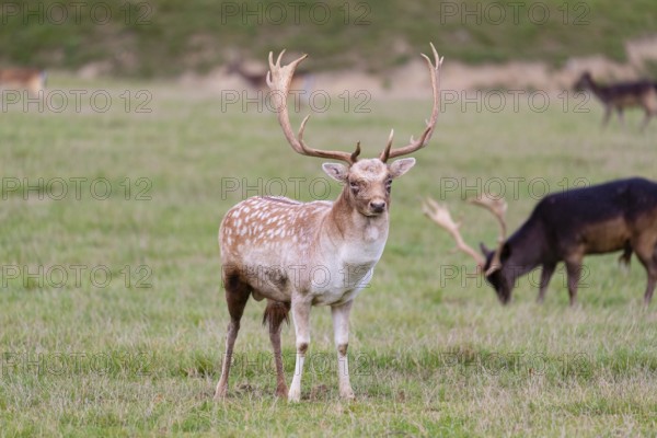 Two male fallow deer (Dama dama) stand on a meadow