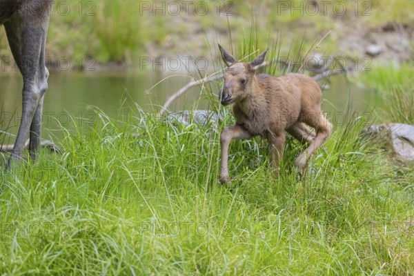 One baby moose or elk, Alces alces, (19 days old, born May 8, 2020) standing on a meadow with fresh green grass. A little pond in the background
