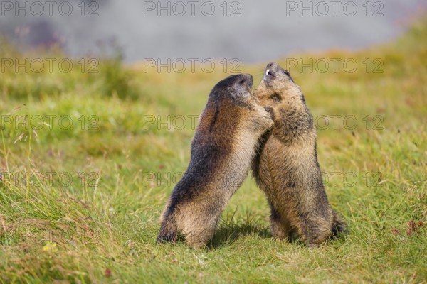 Two adult Alpine Marmots, Marmota marmota, play fighting in green grass. Grossglockner high alpine road, Hohe Tauern National Park, Austria, Europe