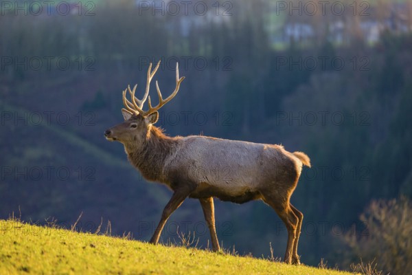 An Altai maral stag and two hind Altai wapiti or Altai elk (Cervus canadensis sibiricus) stand in a meadow in the late light of the day