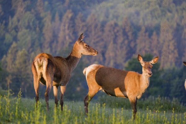 Two Altai maral hinds, Altai wapiti or Altai elk (Cervus canadensis sibiricus) stand in a meadow in the very first light of the day