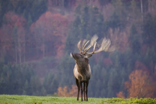 An Altai maral stag, Altai wapiti or Altai elk (Cervus canadensis sibiricus) stands on a meadow in the very first light of the day. Trees in autumn colors stand in the background