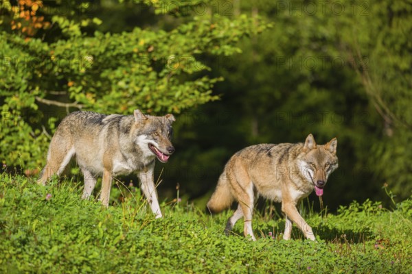 Two eurasian gray wolves (Canis lupus lupus) run across a meadow on a hill. Early morning light