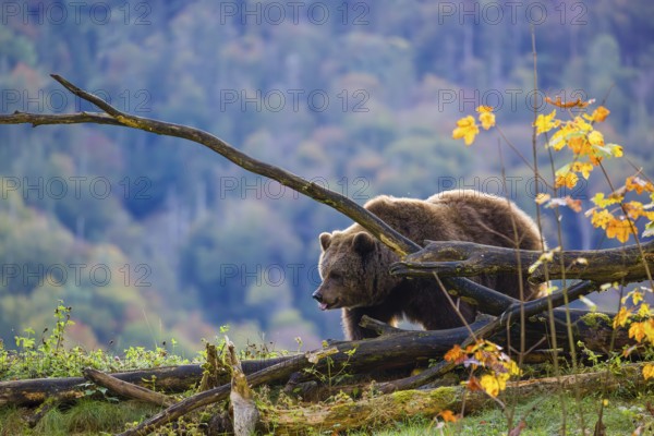 An adult female brown bear (Ursus arctos arctos) walks along a rim on hilly terrain. In the distance is a forest