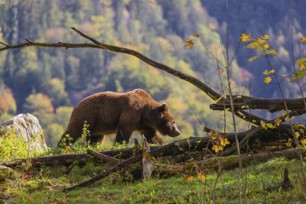 An adult female brown bear (Ursus arctos arctos) walks along a rim on hilly terrain. In the distance is a forest