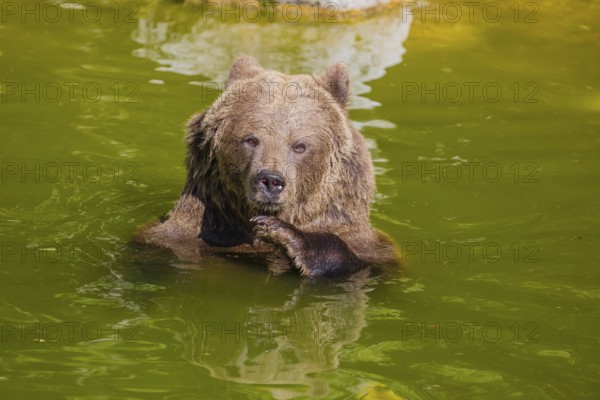 An adult female Eurasian brown bear (Ursus arctos arctos) playing in a small pond