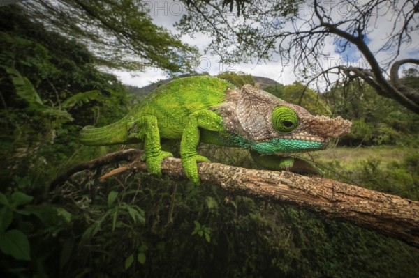 Female chameleon (Calumma linotum) in the rainforests of Amper Mountain National Park in northern Madagascar