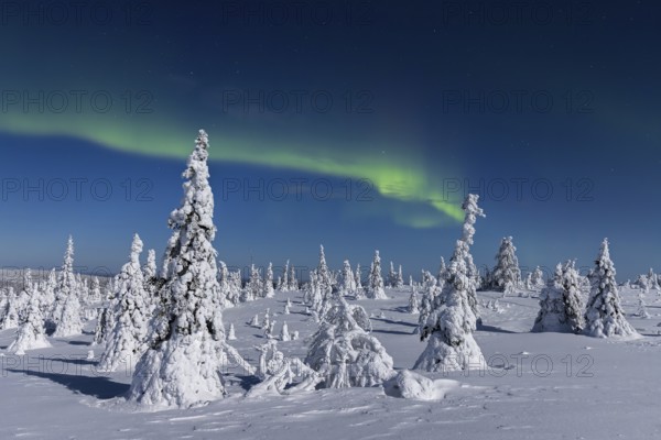 Northern lights, Aurora borealis over snow covered spruce trees on the taiga in winter at night, Riisitunturi National Park, Posio, Lapland, Finland, Europe