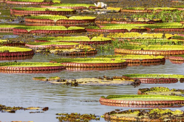 Giant water lily (Victoria amazonica) Pantanal Brazil