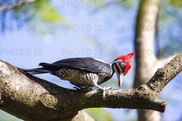 Lineated woodpecker (Dryocopus lineatus) Pantanal Brazil