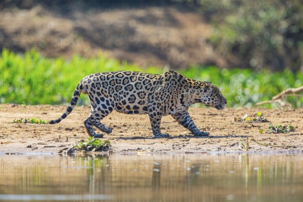 Jaguar (Panthera onca) Pantanal Brazil