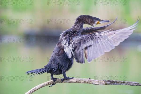 Cormorant (Phalacrocorax carbo) Germany