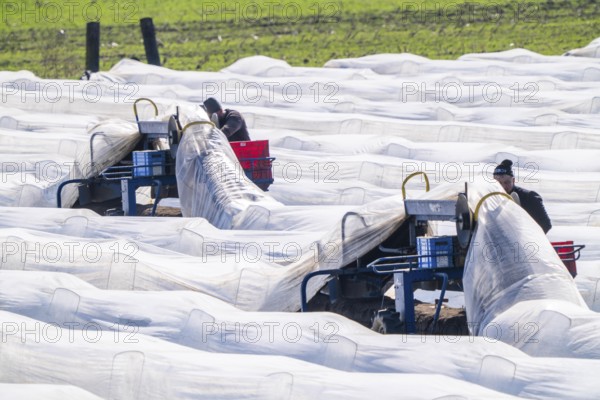 Asparagus harvest on the Lower Rhine, near Wesel, asparagus field under thermo foil, for faster growth, even in cold weather conditions, with the help of an asparagus spider the harvesters prick the asparagus, the machine lifts the foil tunnel and after pricking it puts the plastic foil back on the asparagus stem, North Rhine-Westphalia, Germany, Europe