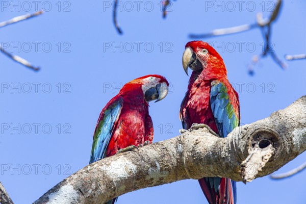 Red-and-green macaw (Ara chloropterus) Buraco das Araras Brazil