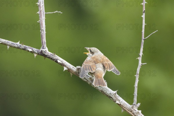 Red-backed shrike (Lanius collurio) Jumgvogel Germany