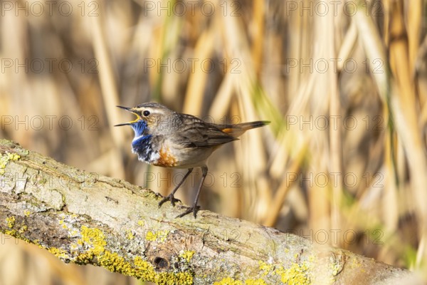 Bluethroat (Luscinia svecica cyanecula) Male Germany