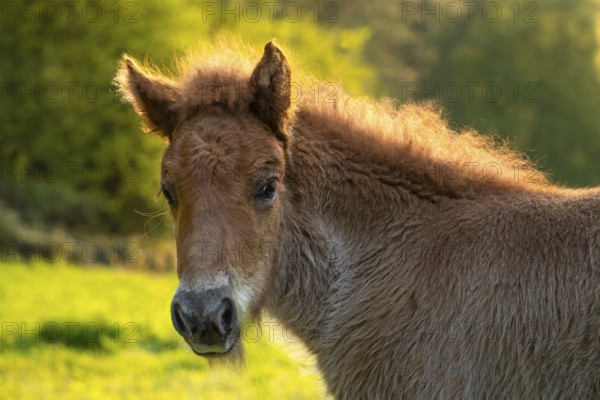 Icelandic horse in a meadow, foal, portrait, colour chestnut. Evening, golden hour, backlight. Germany