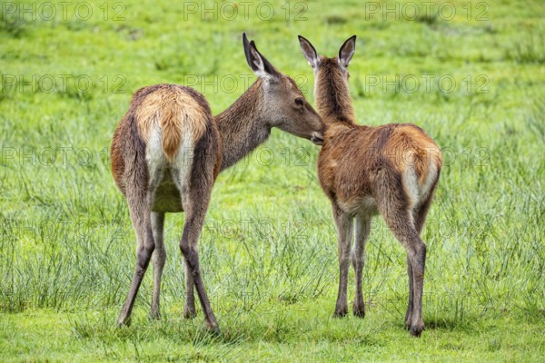 Red deer (Cervus elaphus) cow with calf captive Germany