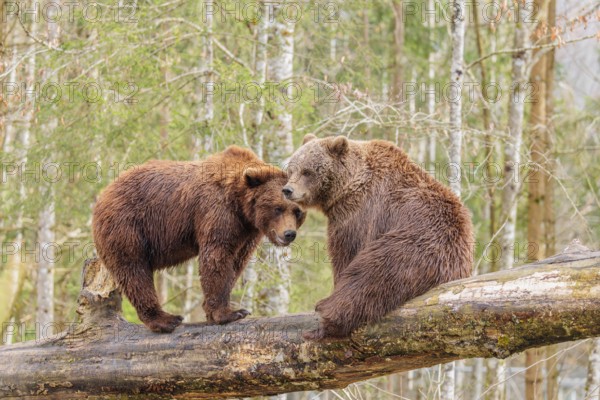 A young male Eurasian brown bear (Ursus arctos arctos) and a female brown bear sit/stand opposite each other on a rotting tree trunk lying on the ground