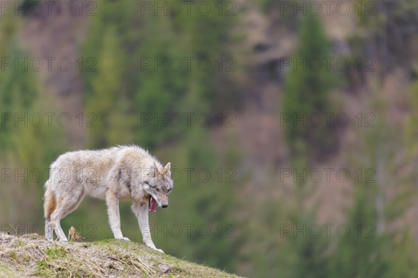 A grey wolf (Canis lupus lupus) stands yawning on a hill on a cloudy day. A forest can be seen in the background